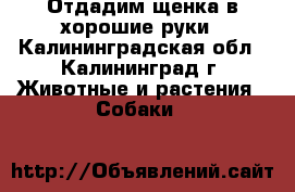 Отдадим щенка в хорошие руки - Калининградская обл., Калининград г. Животные и растения » Собаки   